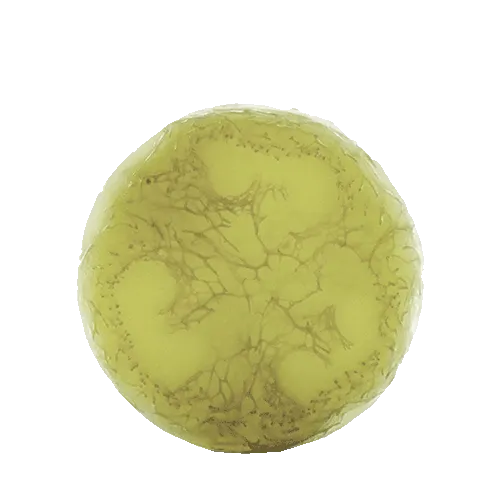 Ayuna - Spirulite
